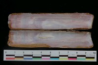 藏品(大竹蟶)的圖片